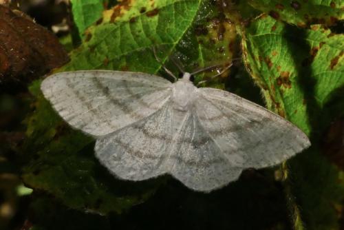 Réf. 239 815 : Cabera pusaria